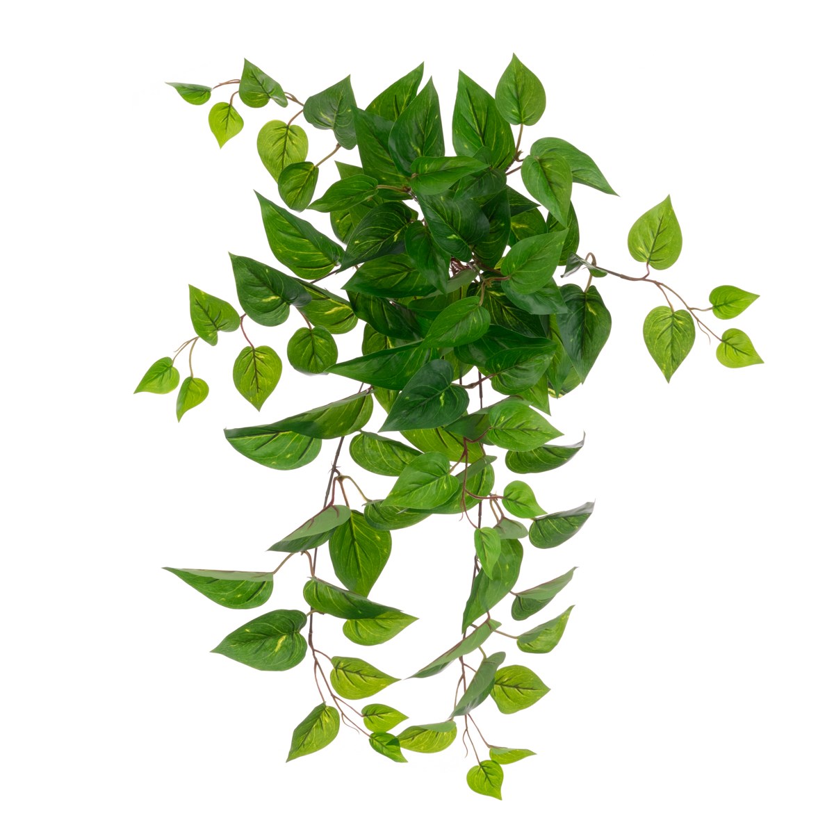 ECO Pothos Hanging Bush UV Protected-0