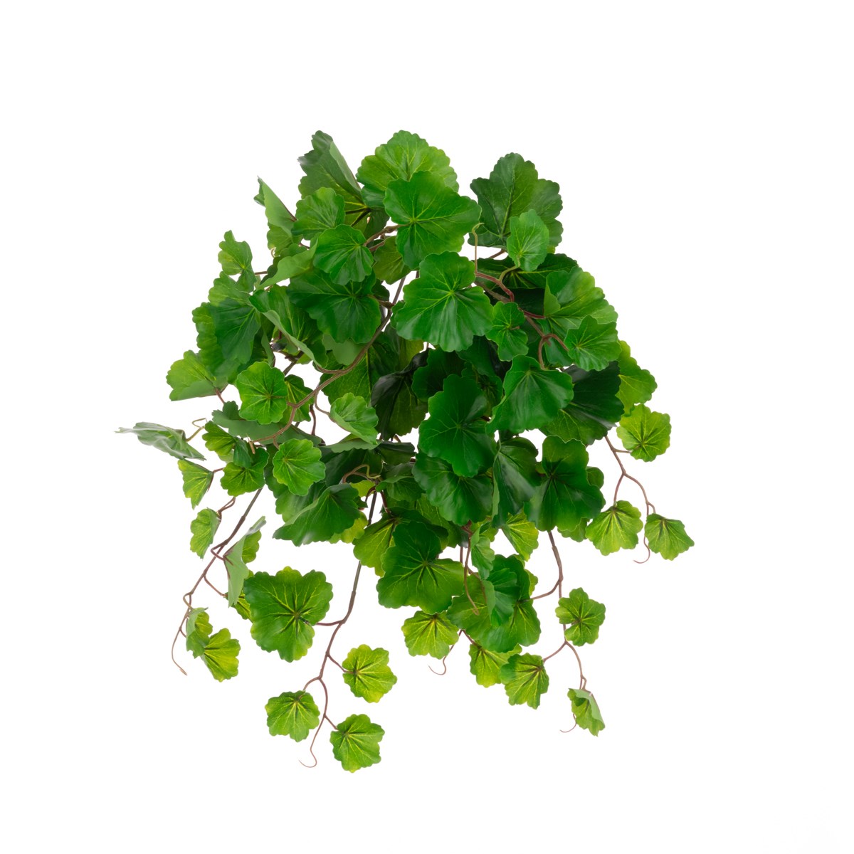 ECO Aralia Balfouriana Bush UV Protected-0
