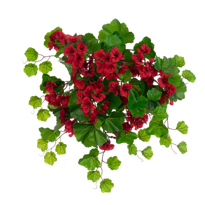 ECO Geranium Bush Red 60cm UV Protected-0