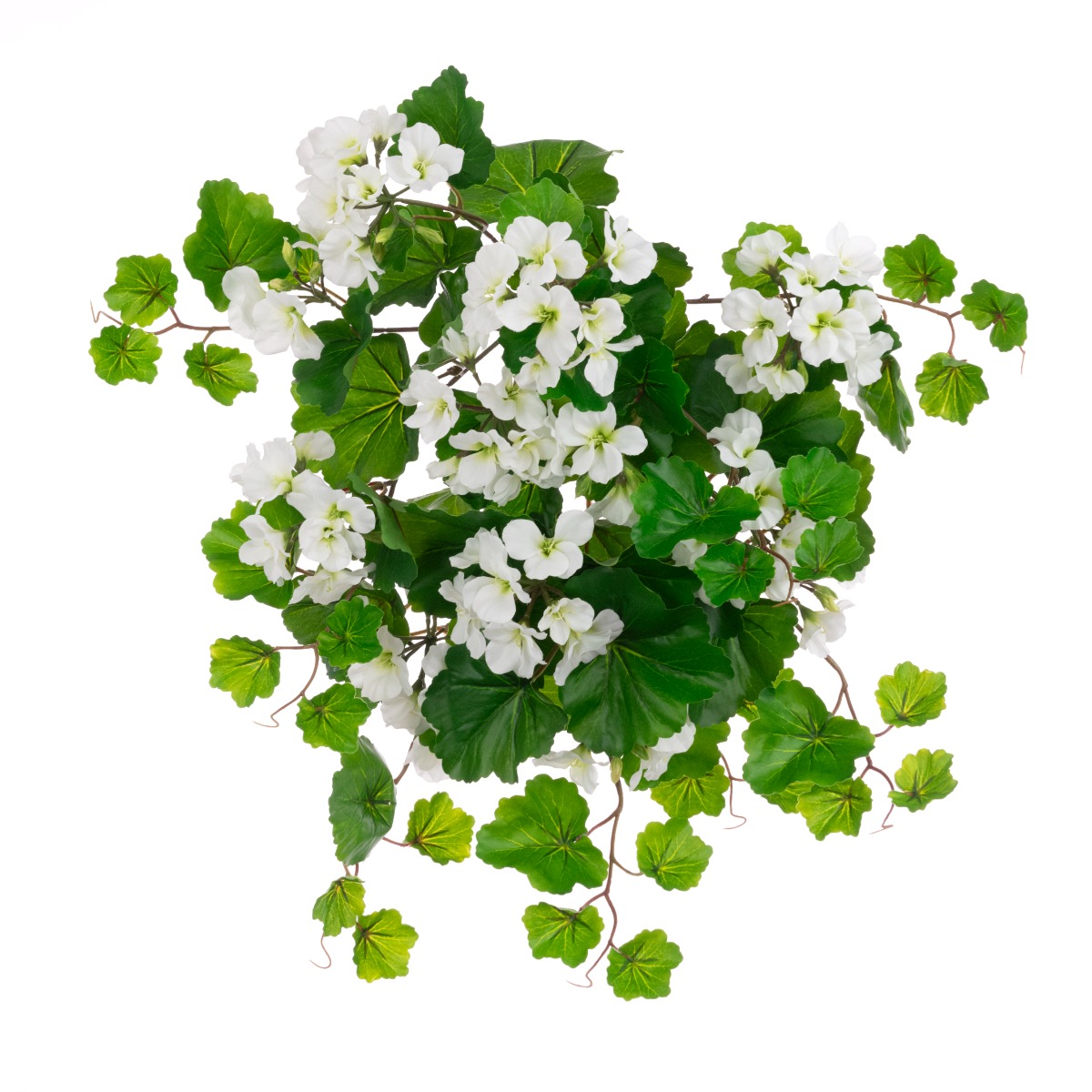 ECO Geranium Bush White 60cm UV Protected-0