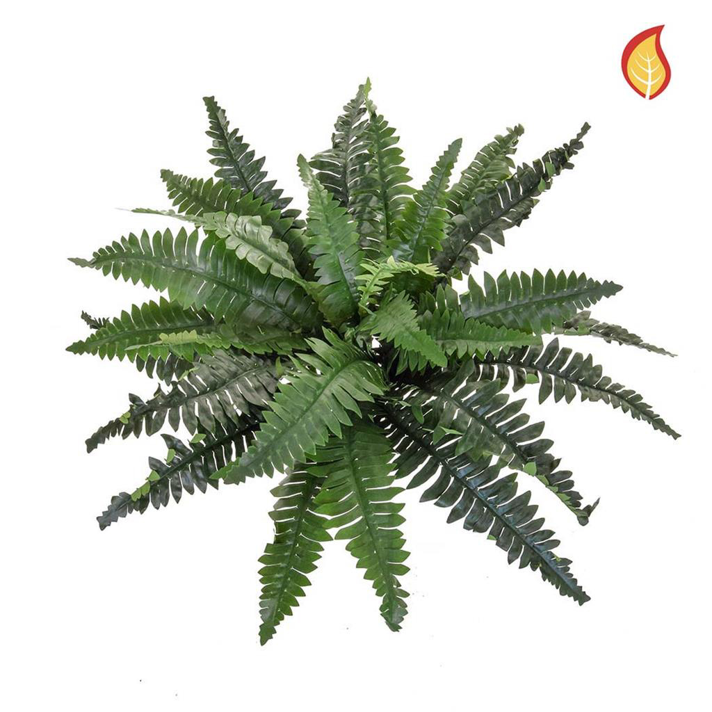 Boston Fern Medium 70cm FR-0