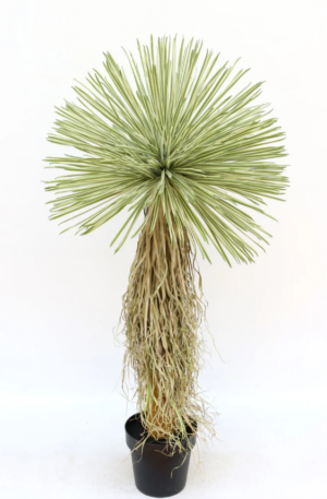 UV Protected Real Touch Dracaena Ball Tree 150cm