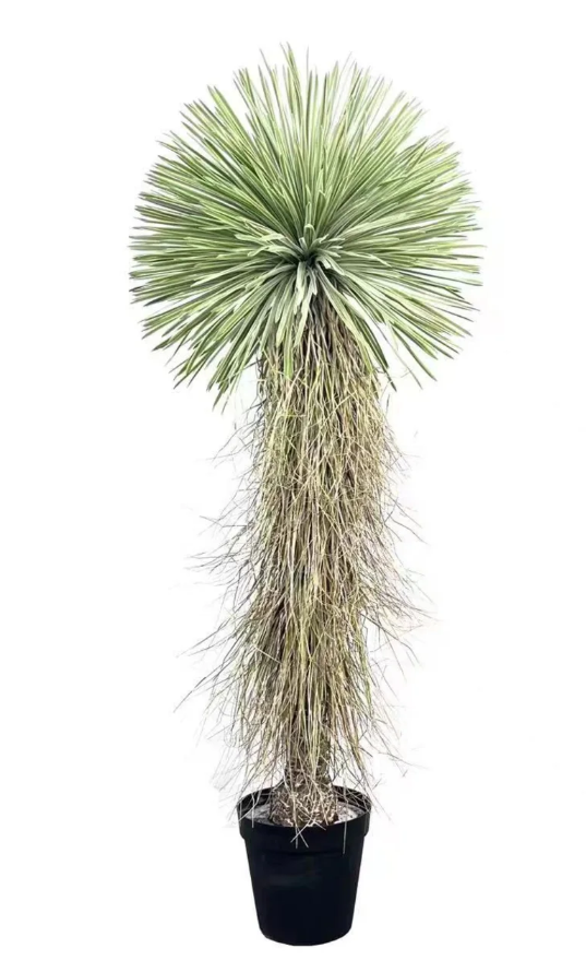 UV Protected Real Touch Dracaena Ball Tree 175cm