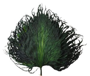Anahaw Leaves Apple Green x 5pcs