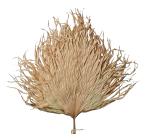 Anahaw Leaves Natural x 5pcs