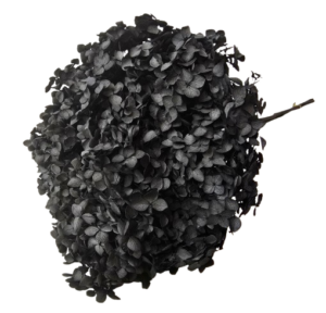Preserved Hydrangea 25 - 30cm Black-0