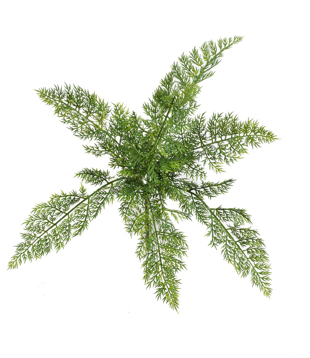 Asparagus Bush 45cm UV Protected-0