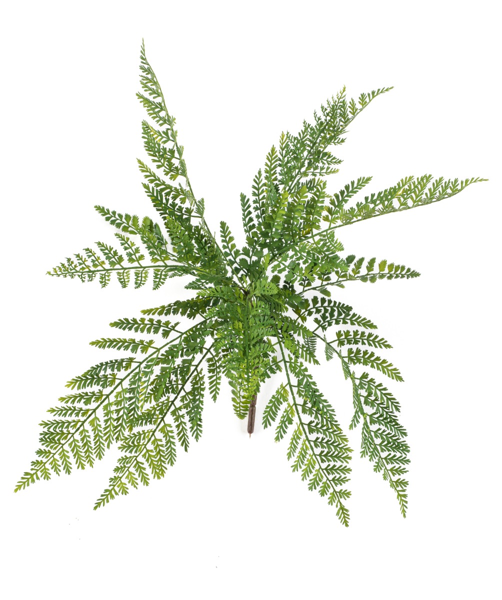 Asplenium Fern Bush 55cm UV Protected-0