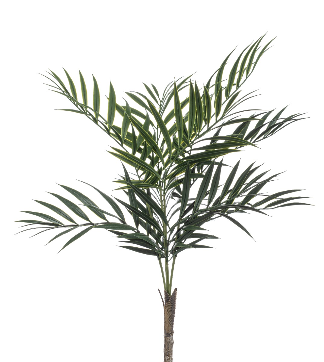 Chamaedorea Palm Bush 60cm UV Protected-0