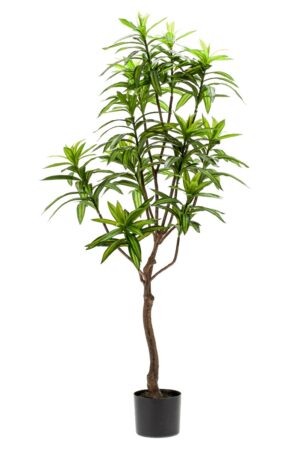 Dracaena Tree 130cm