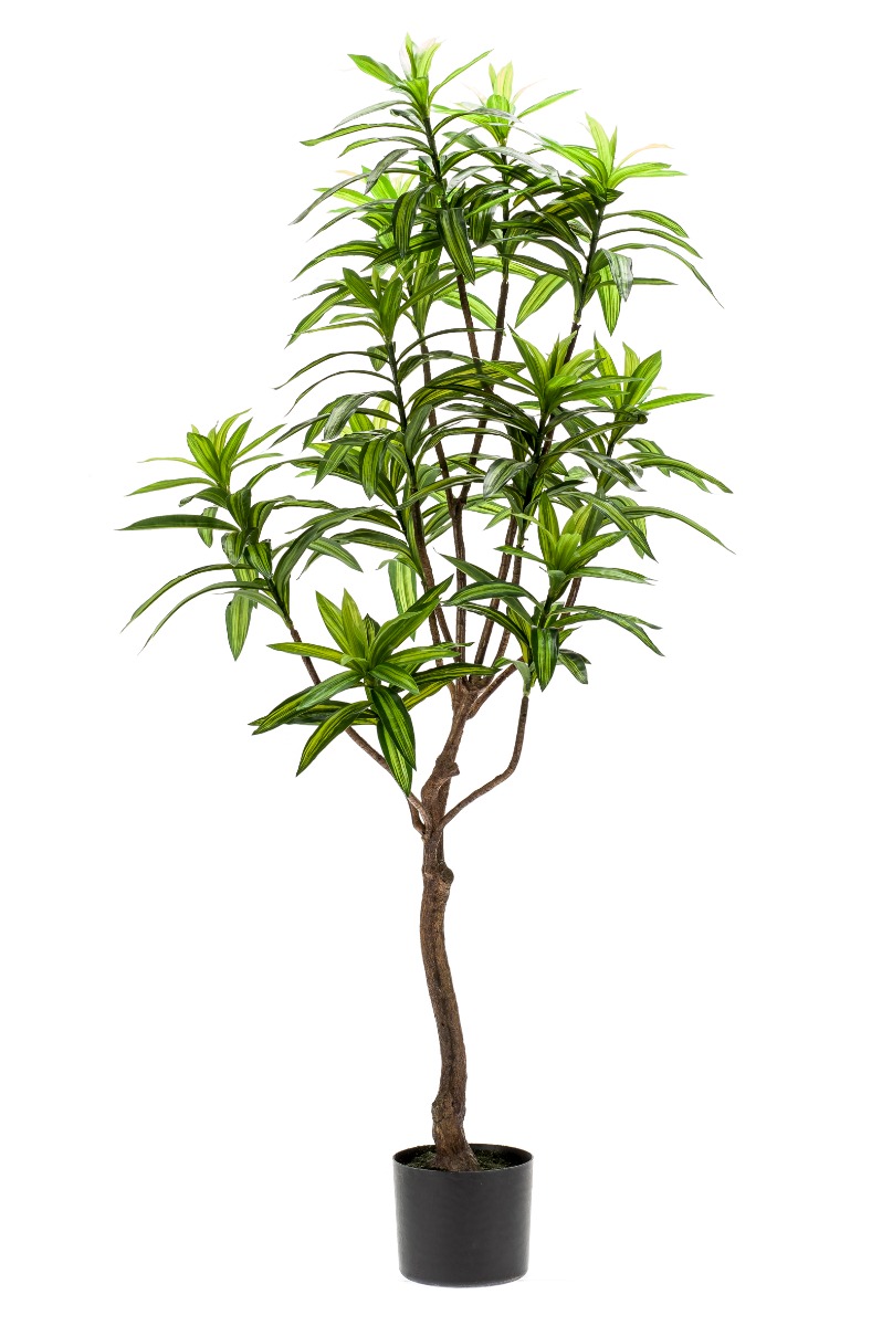 Dracaena Tree 130cm