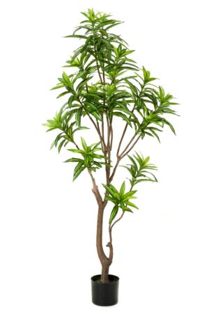 Dracaena Tree 155cm