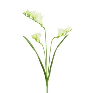 Freesia Cream/Green 65cm-0
