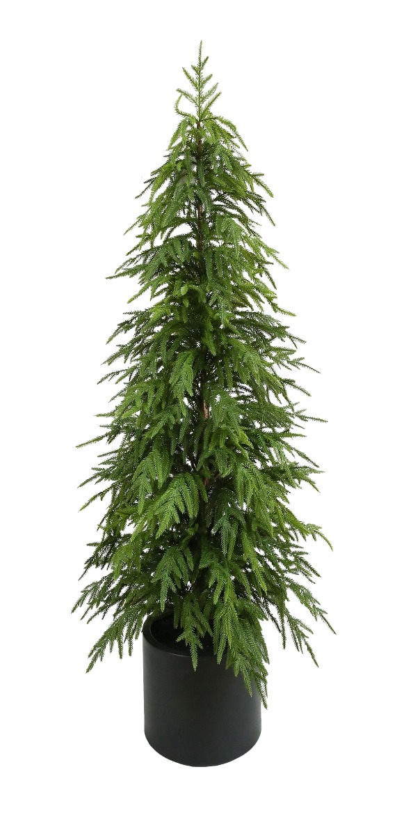 150cm Balsam Fir Tree in Planter