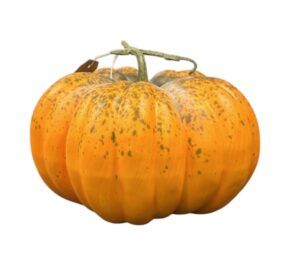Artificial Pumpkin - Green/Orange (30cm diameter)-0