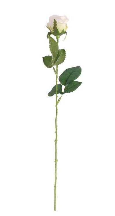 Buckingham Rose White-0