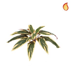 Plants Base Caladium Bush 37cm FR-0