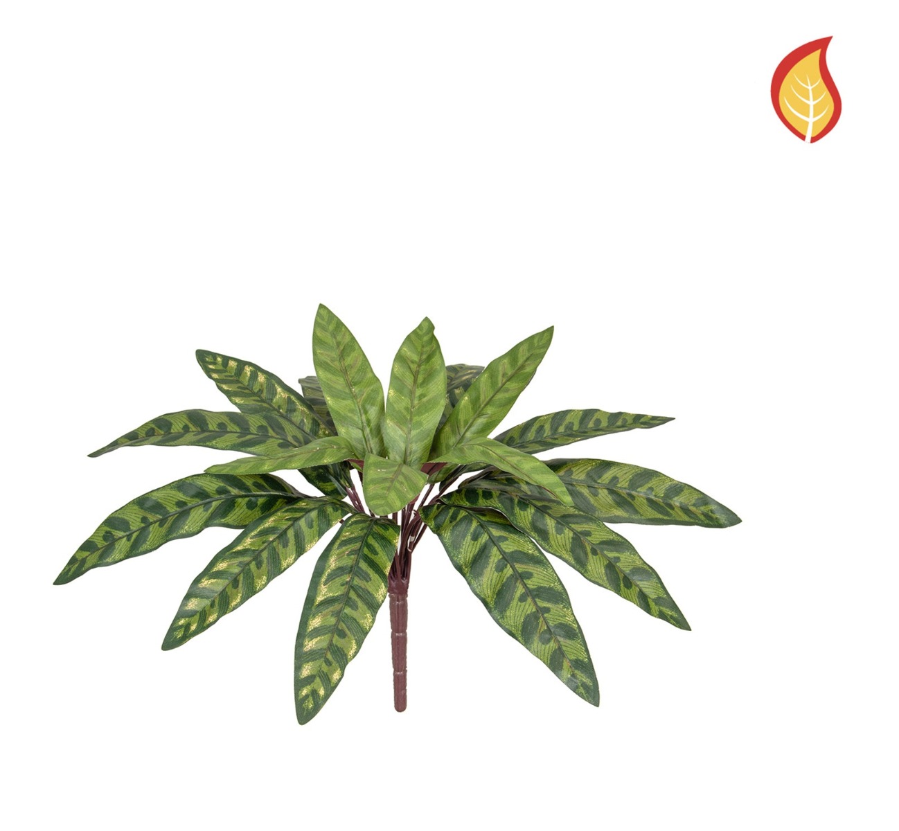 Plants Peacock Bush 37cm FR-0