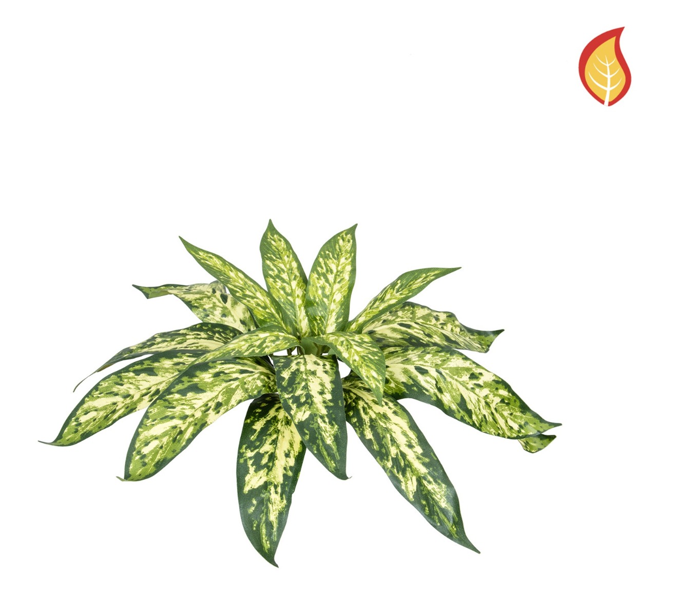 Plants Base Aglaonema Bush Varie 37cm FR-0