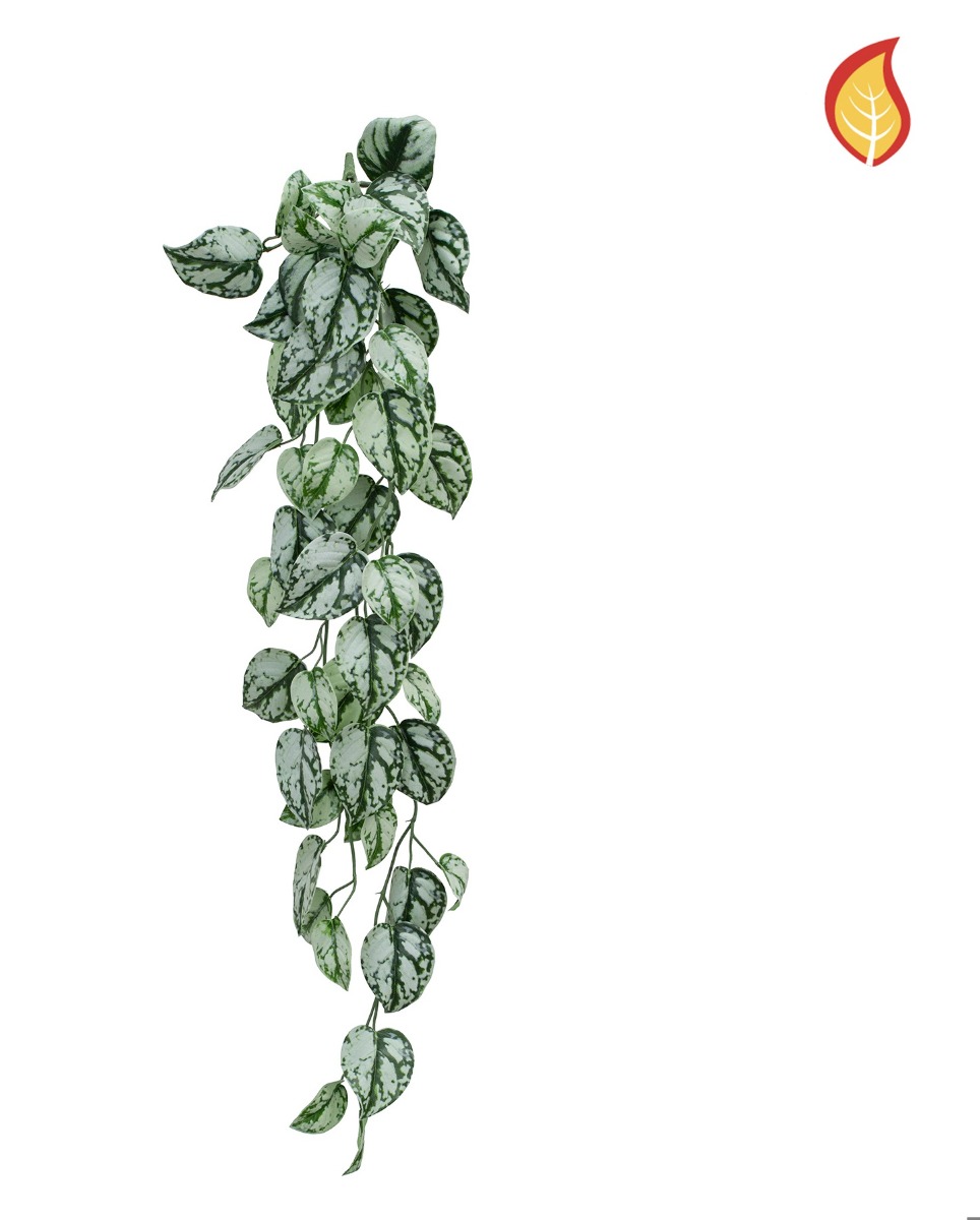 Trailing Scindapsus 85cm FR-0