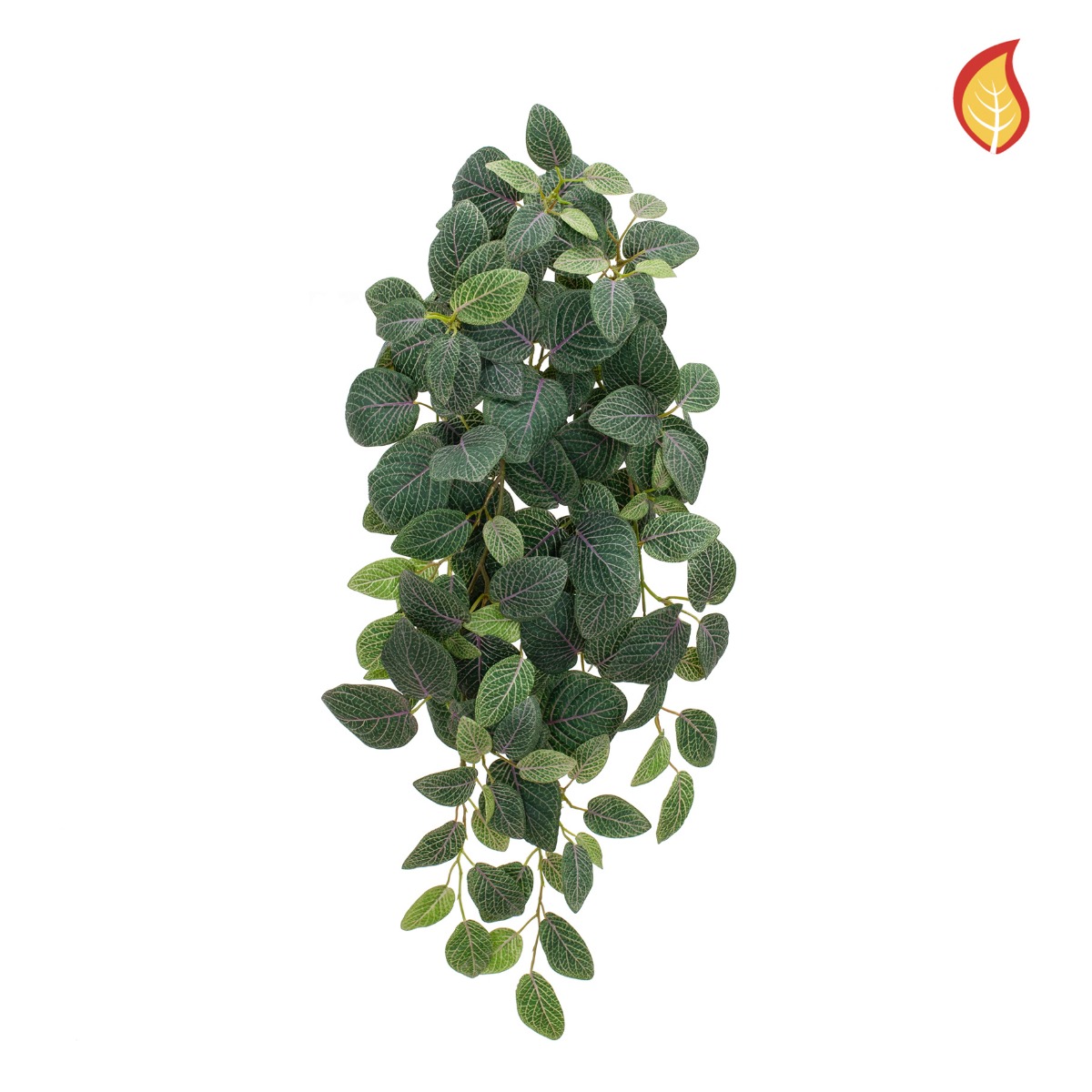 Fittonia Bush 70cm FR-0