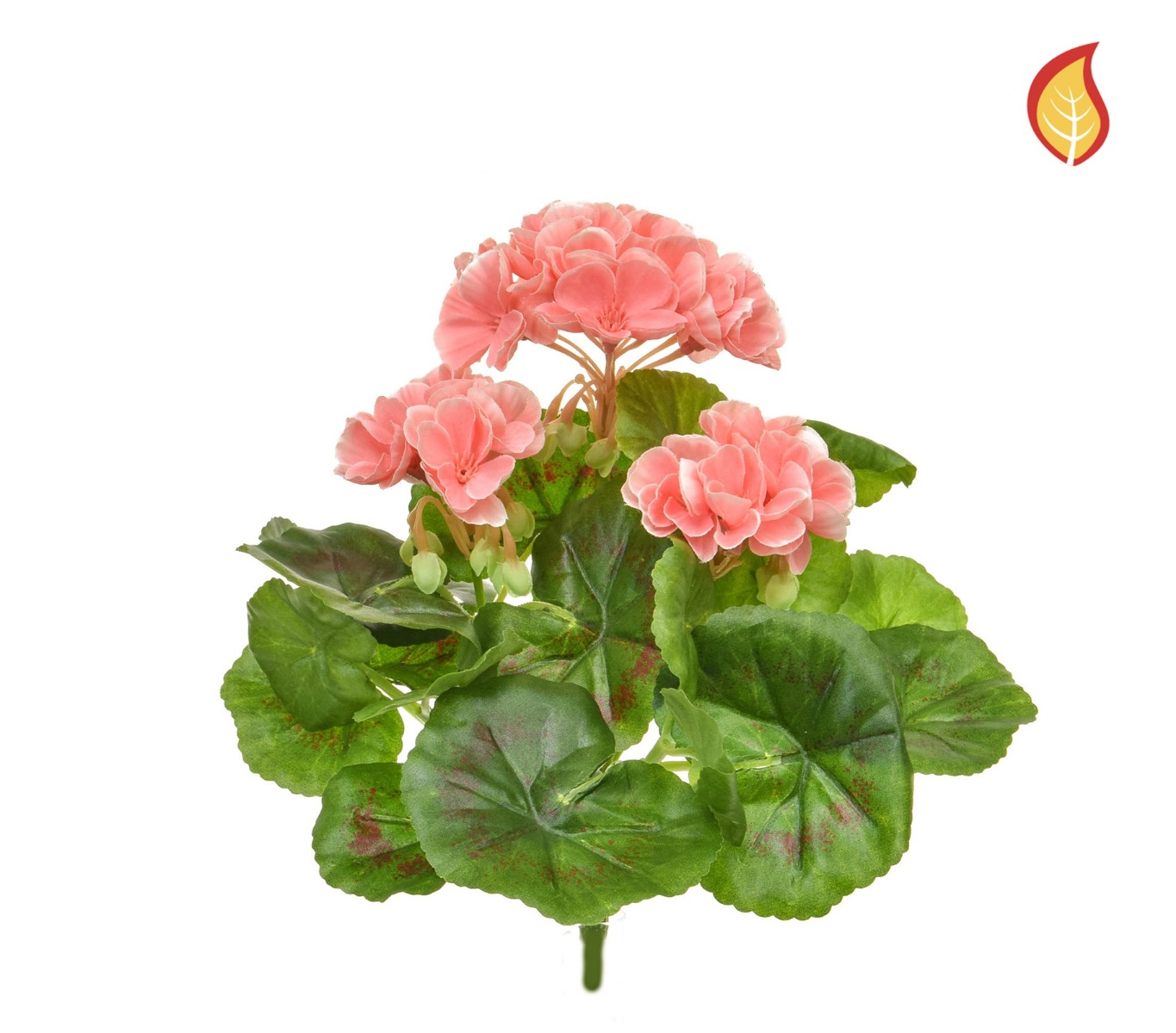 Plants Flowering Geranium Peach/White 23cm FR-0