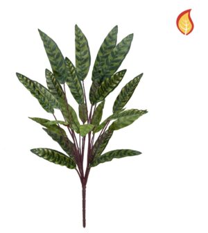 Plants Peacock Bush 65cm FR-0