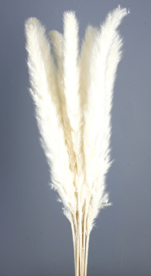 Pluma Decorativa White x 20 Stems-0