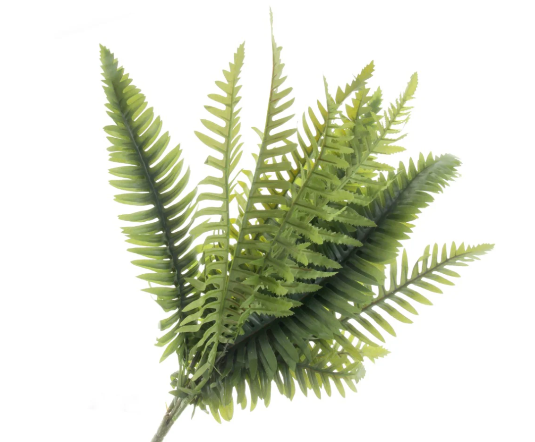 Fern Bush Green 60cm-0