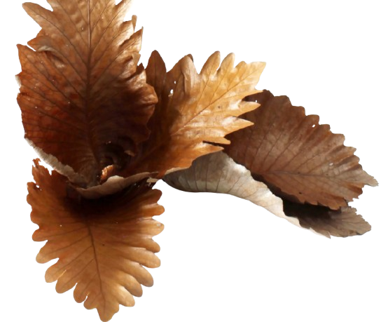 Caban Leaves Natural x 5pcs App 25 - 35cm-0