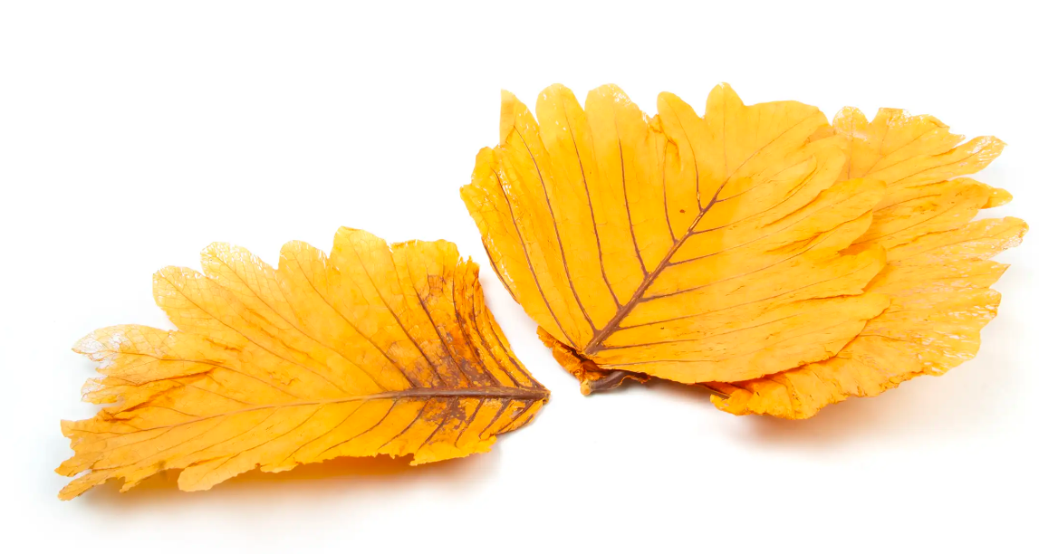 Caban Leaves Orange x 5ps App 25 - 35cm-27520