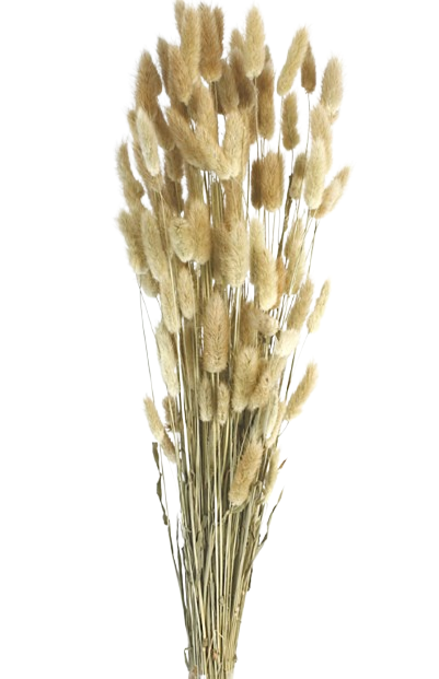Lagarus/Bunny Tails Natural App 80g (011.01)-0