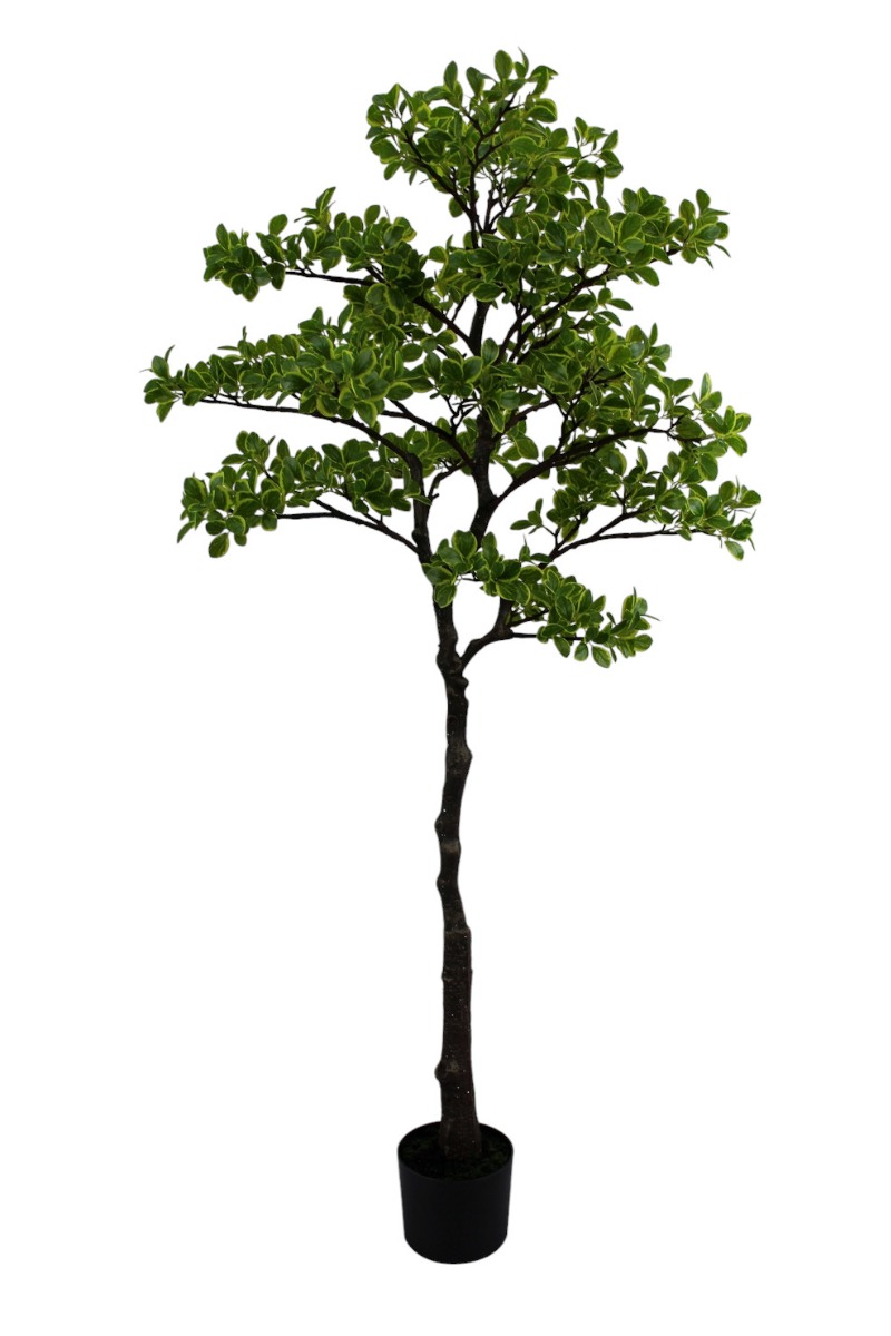 Artificial Real Touch Pittosporum Tree 150cm-0