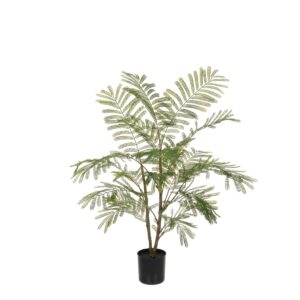 Acacia Plant In Pot 97cm-0