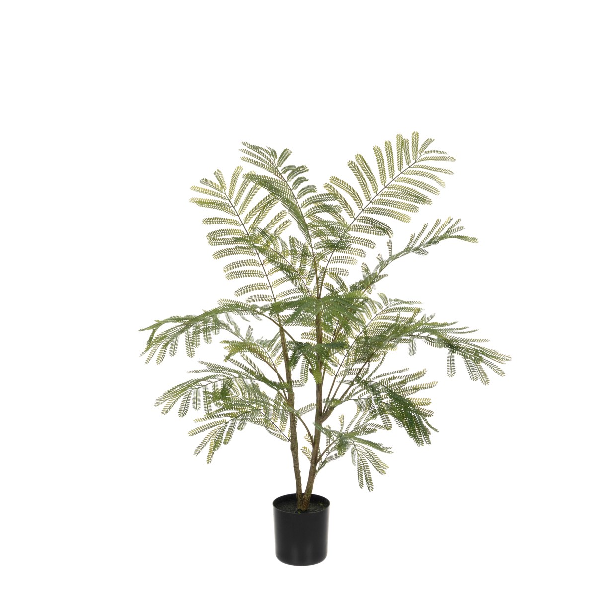 Acacia Plant In Pot 97cm-0