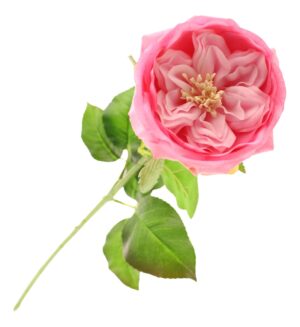 60cm Provence Rose Single Pink-0