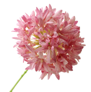 79cm Agapanthus Pink - Recycled-0