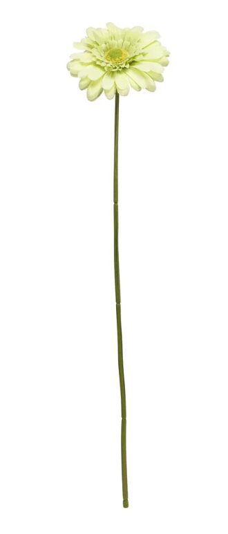 Single Gerbera 72cm Green-0