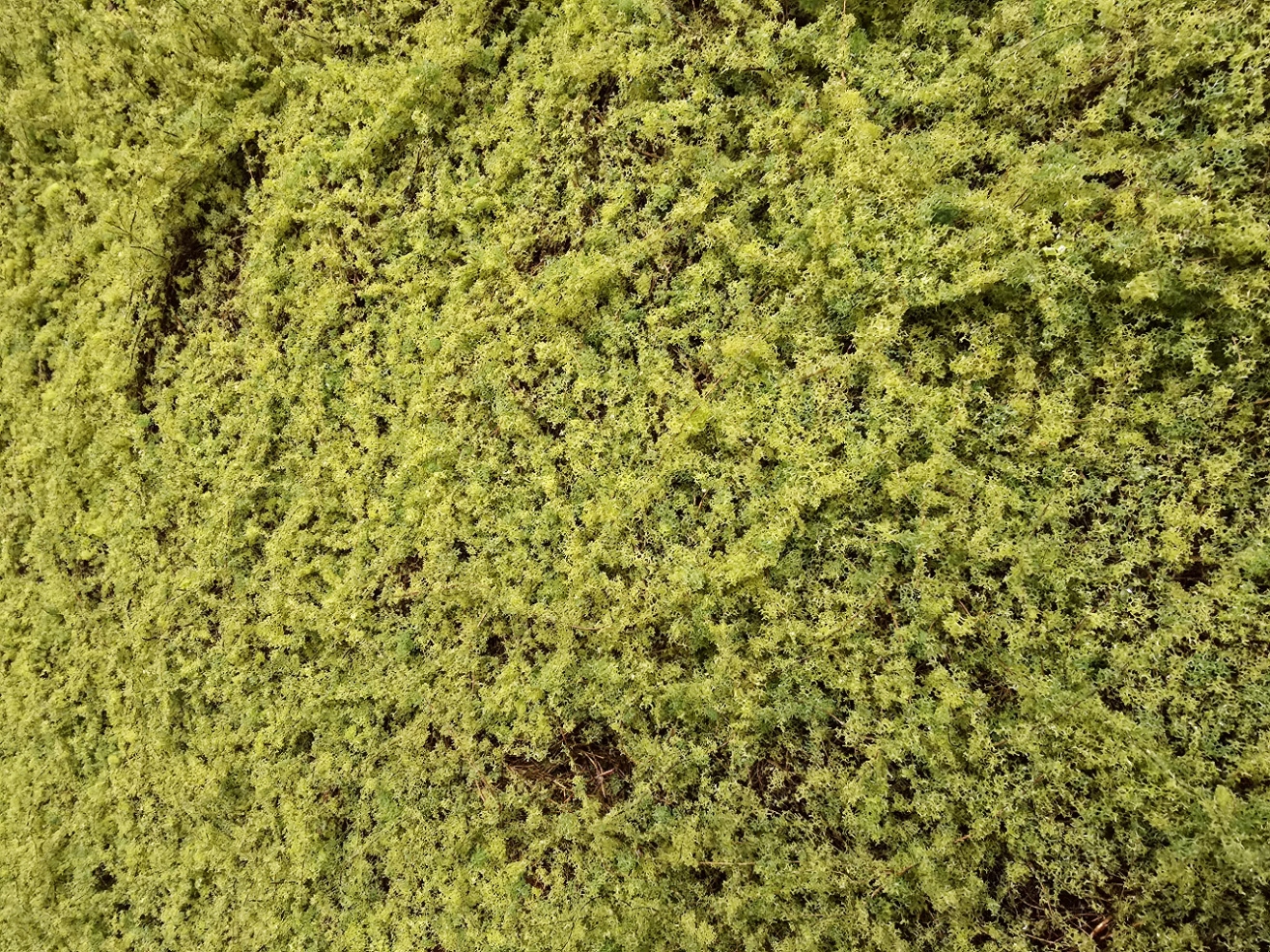 Artificial Moss Grass Tile Green 100 x 100cm-27728
