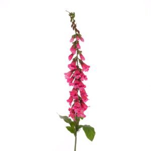 Foxglove Stem 92cm Beauty-0