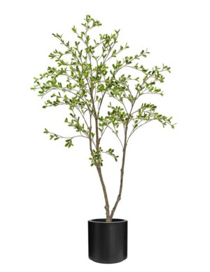 Bucida Tree 150cm In Black Stockholm Pot