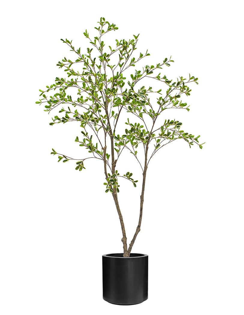 Bucida Tree 150cm In Black Stockholm Pot