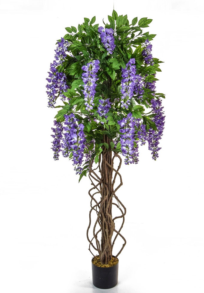 Flowering Wisteria Tree Purple 160cm-0