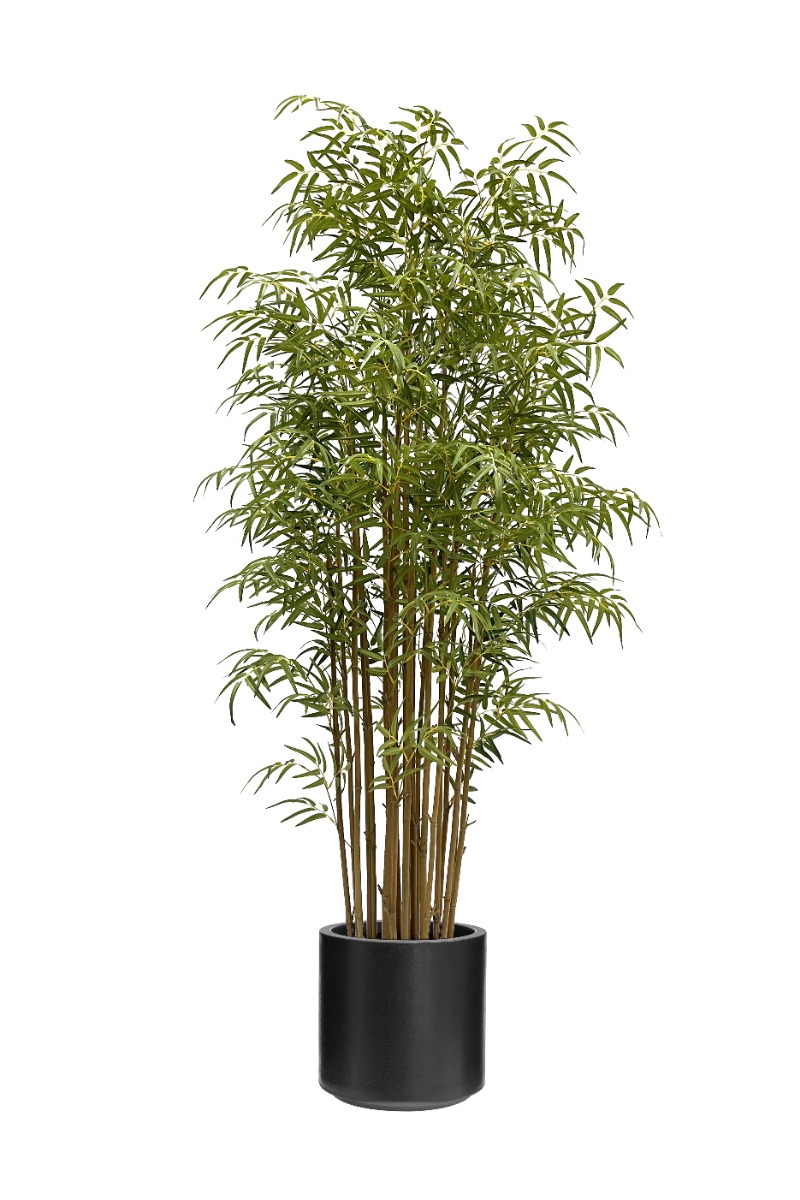 Japanese Bamboo 190cm In Black Stockholm Pot-0