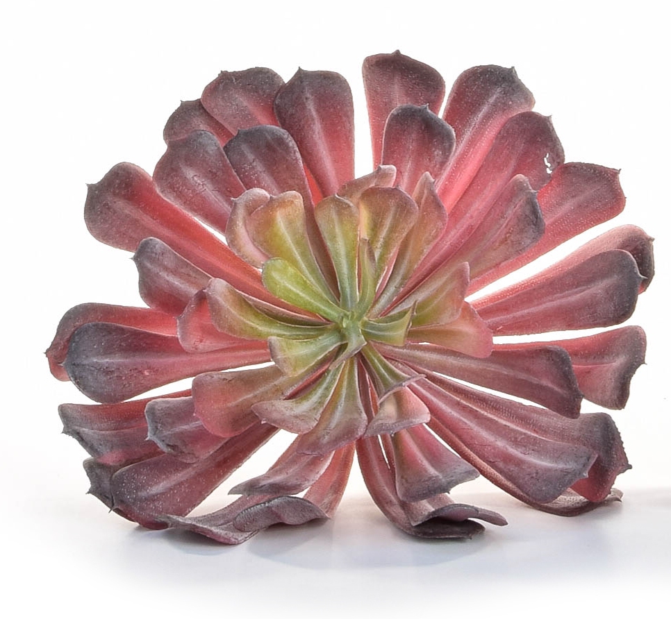 Succulent Plant Red 17 x 19cm-0