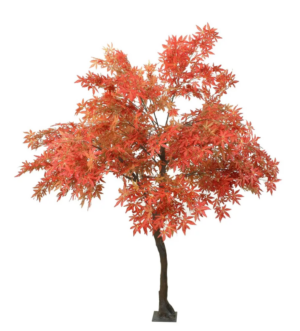 Japanese Maple Tree Red 2.8mtr-0